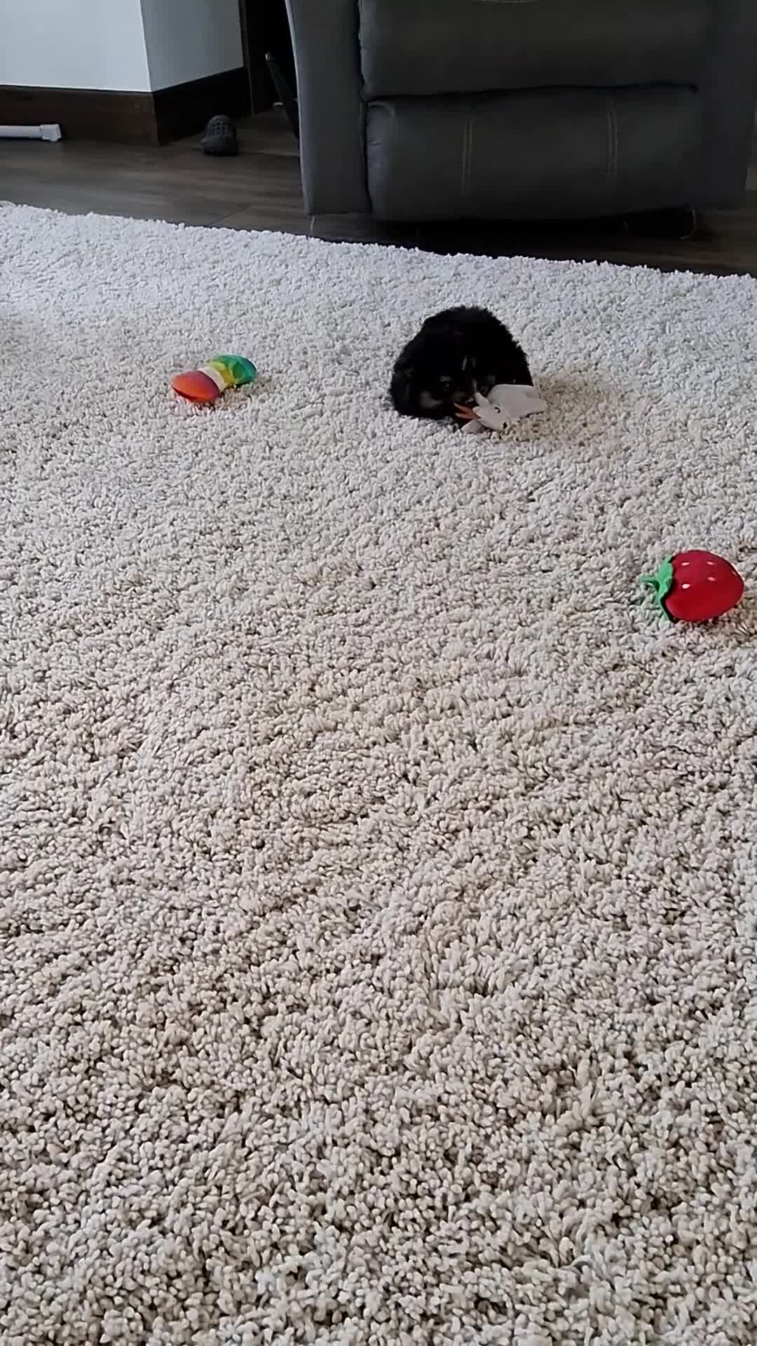 Pomeranian dogs for sale: Rita - Video 1