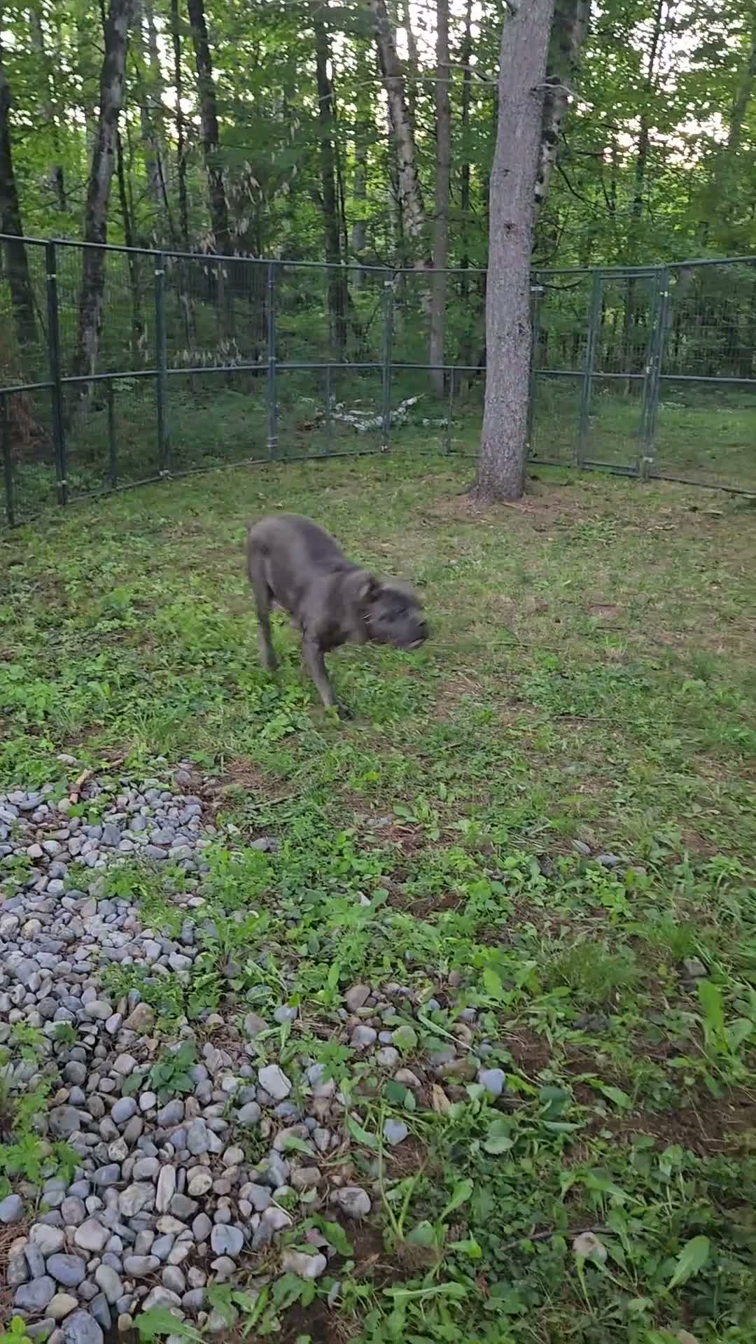 Cane Corso dogs for sale: Bluebell  - Video 1