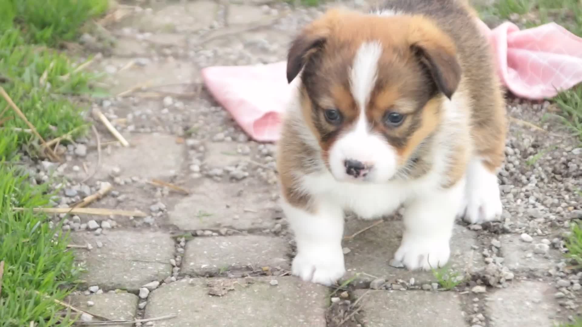 Welsh Corgi Pembroke dogs for sale: Giselle - Video 1