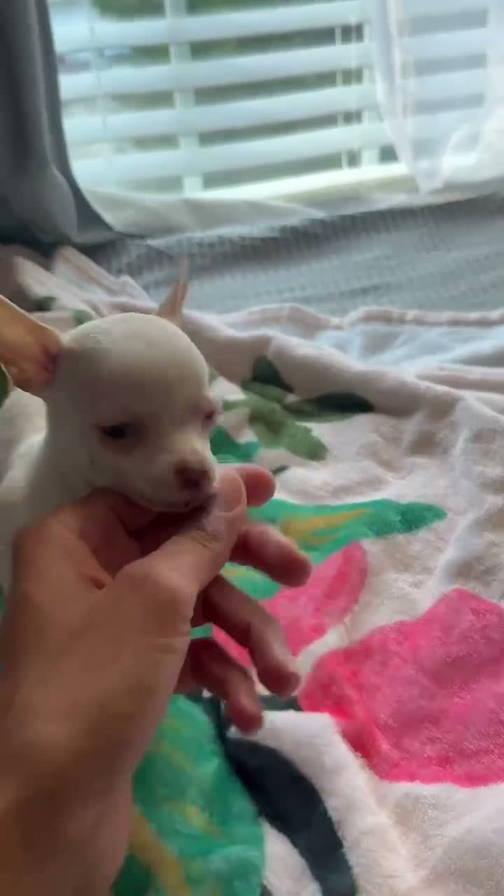Chihuahua dogs for sale: Cream and white female chihuahua  - Video 2