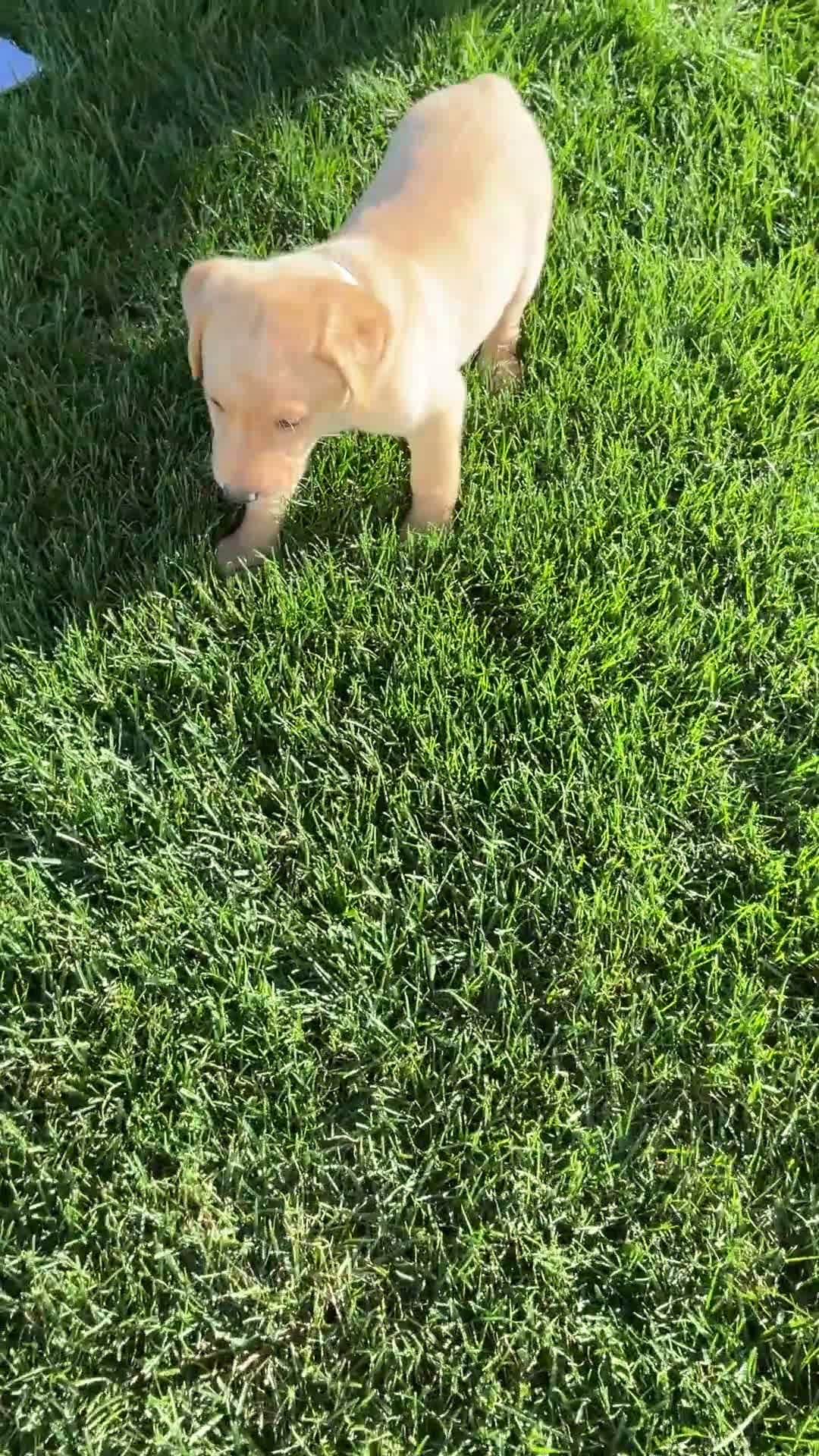 Labrador Retriever dogs for sale: Brody - Video 1