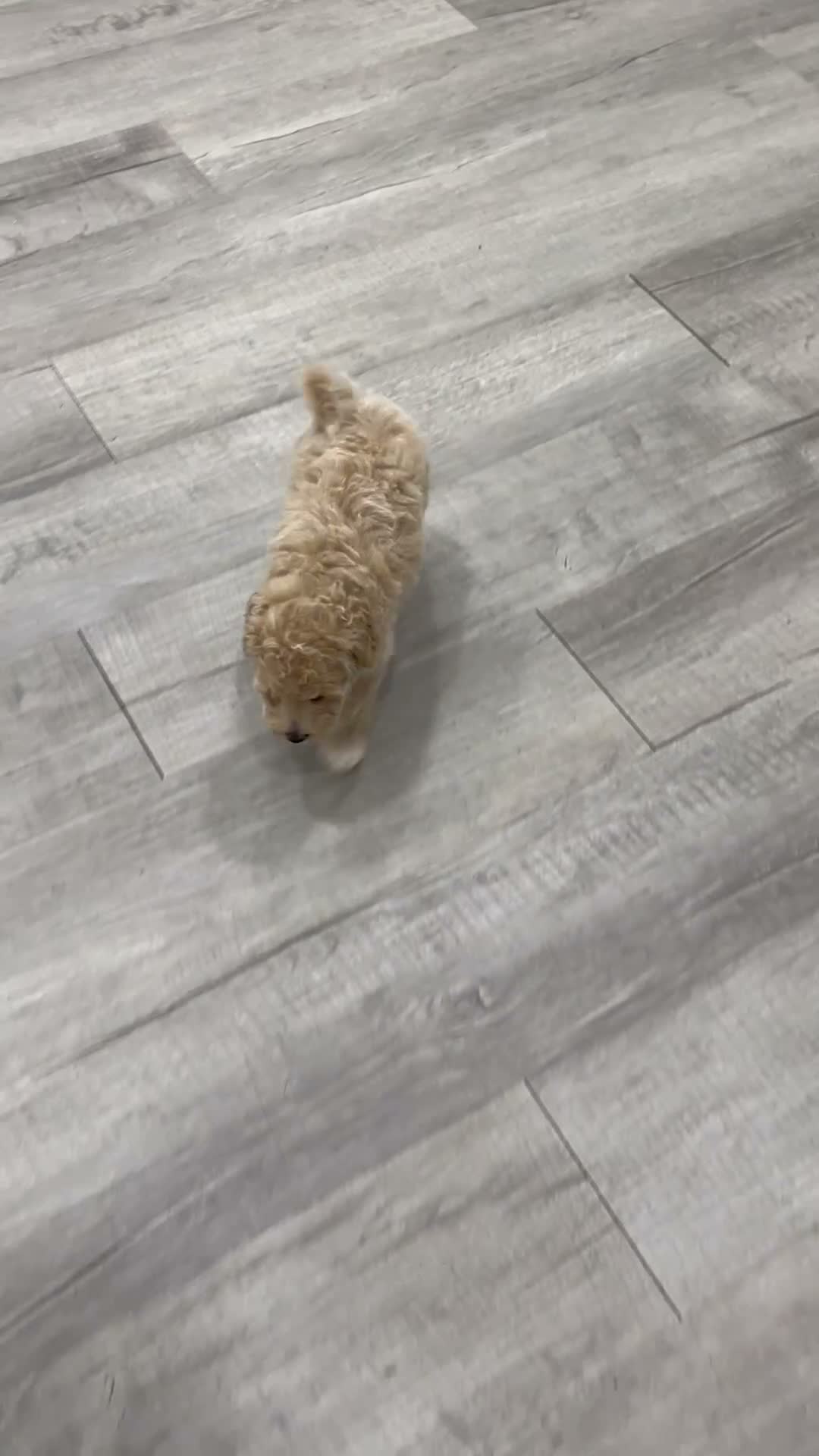 Bichpoo dogs for sale: Zoey - Video 1