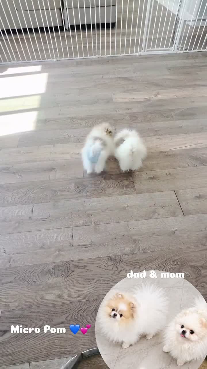 Pomeranian dogs for sale: Pikachu  - Video 4