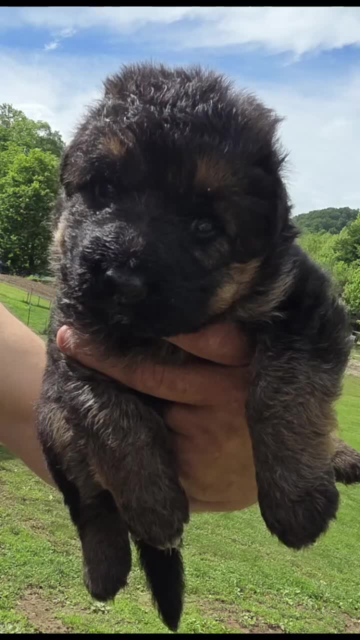 German Shepherd dogs for sale: German Shepherd Puppy 3 - Video 1