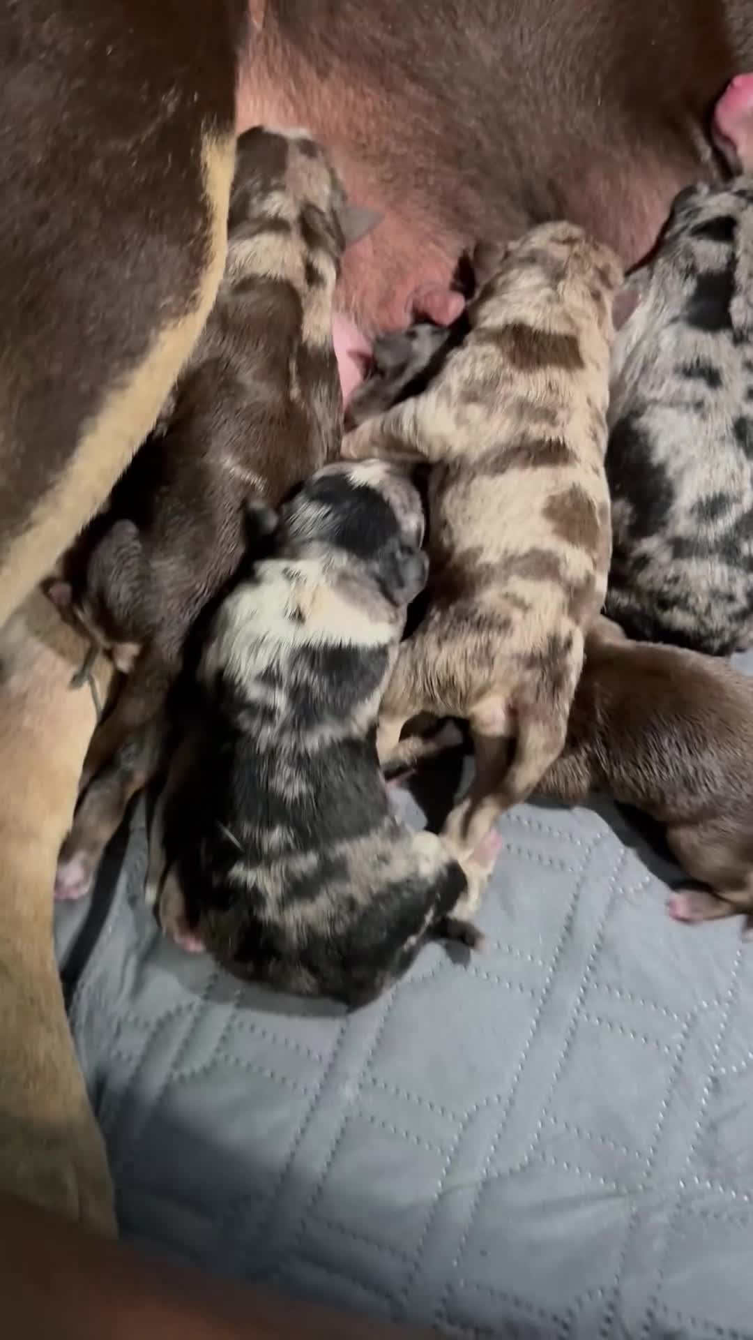 American Bully dogs for sale: American Bully 3 - Video 1