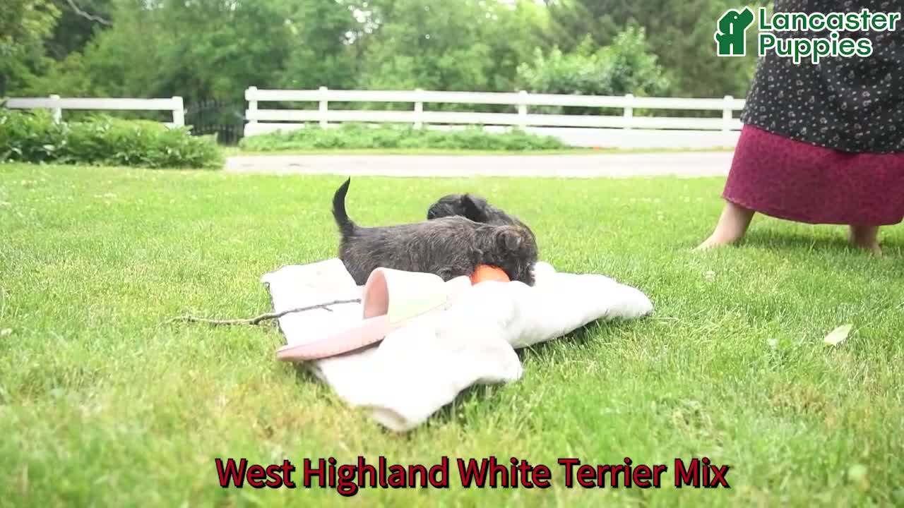Mixed Breed dogs for sale: Shiloh - Video 1