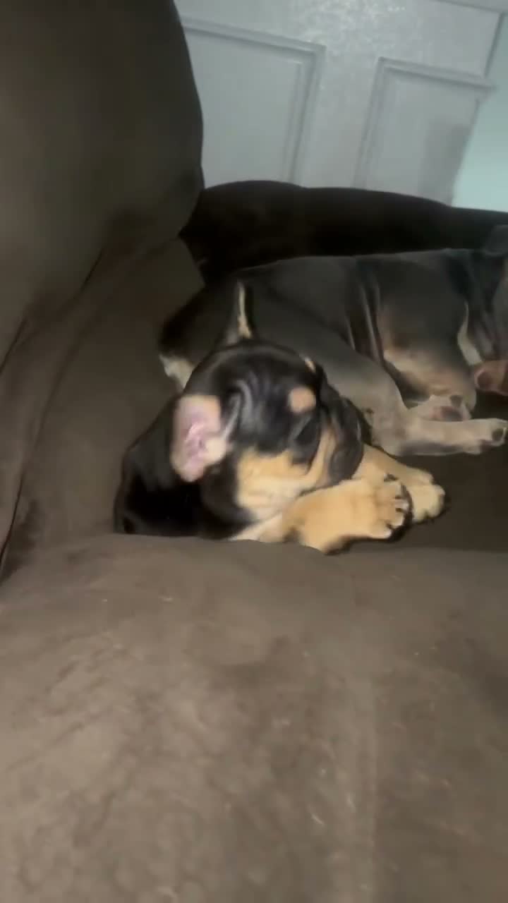 French Bulldog dogs for sale: French Bulldog 1 - Video 1