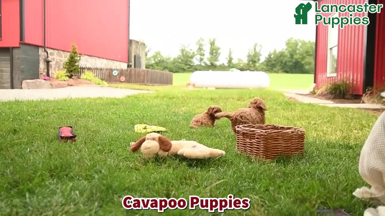 Cavapoo dogs for sale: Buddy - Video 1