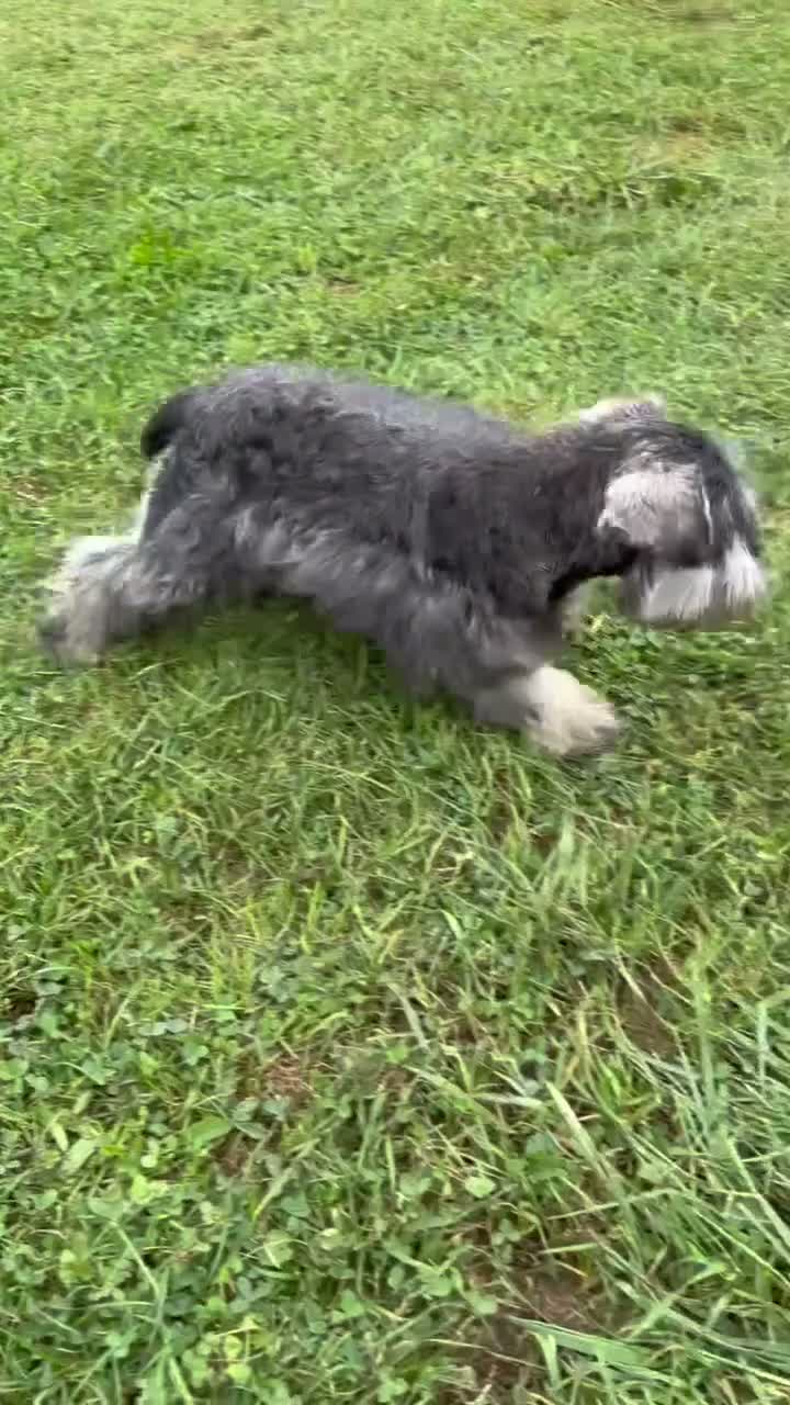 Miniature Schnauzer dogs for sale: Kenneth Miniature Schnauzer  - Video 1