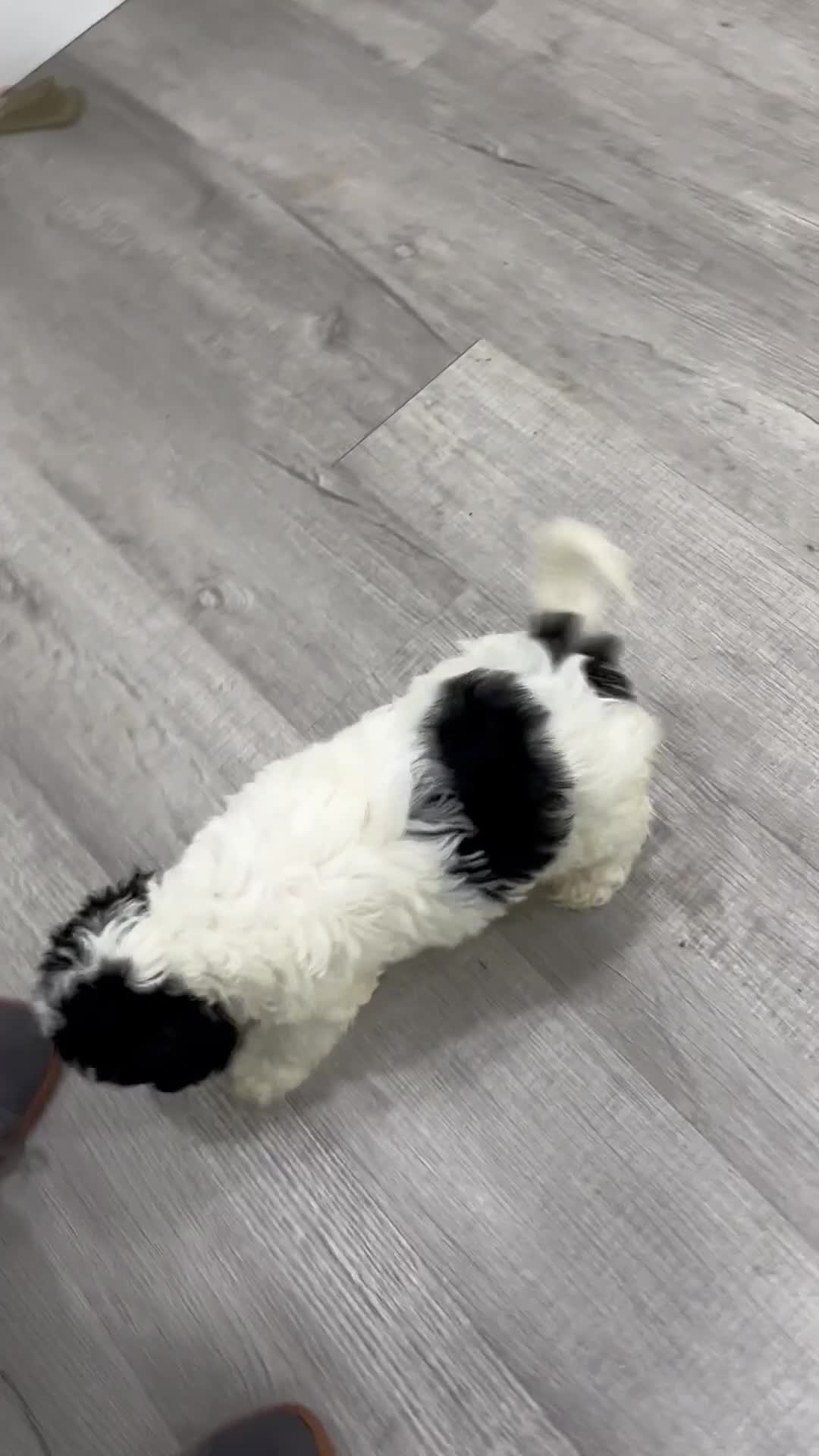 Mixed Breed dogs for sale: Casey - Video 1