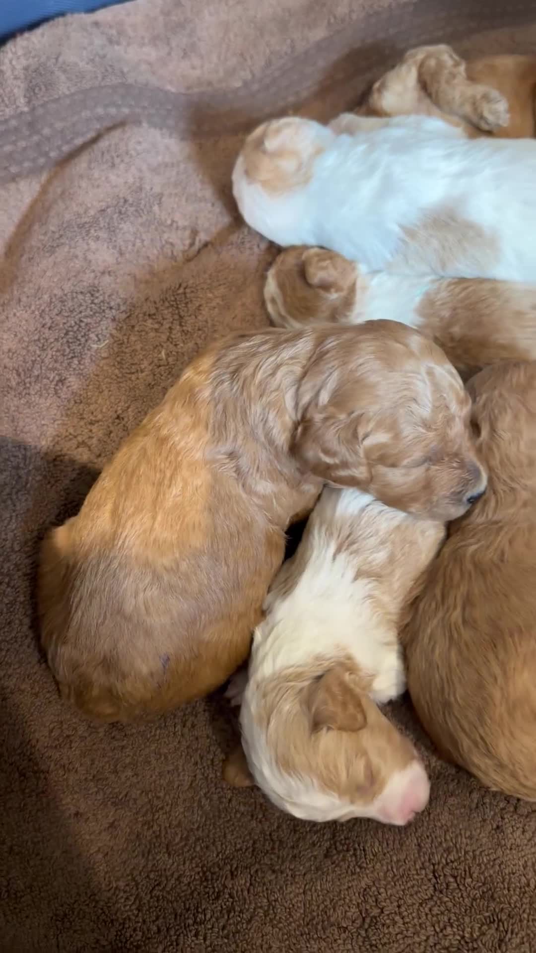 Mini Goldendoodle dogs for sale: Rusty - Video 1