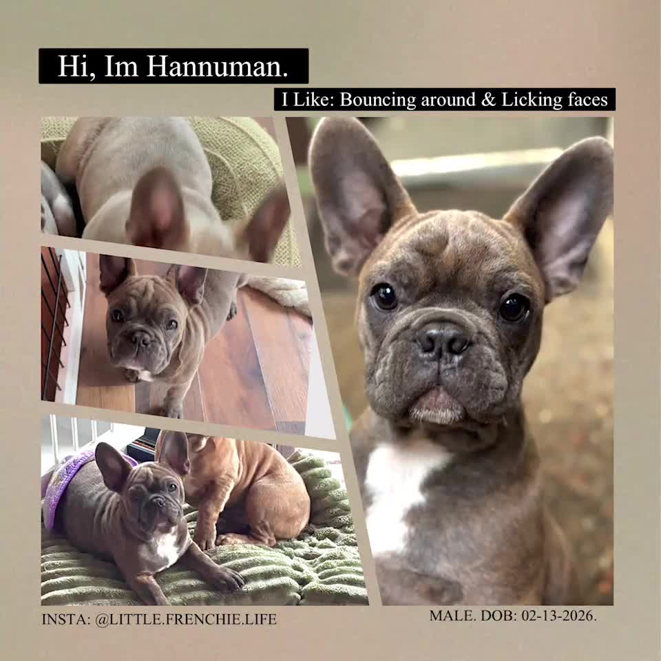 Frenchton dogs for sale: Hannuman - Video 1