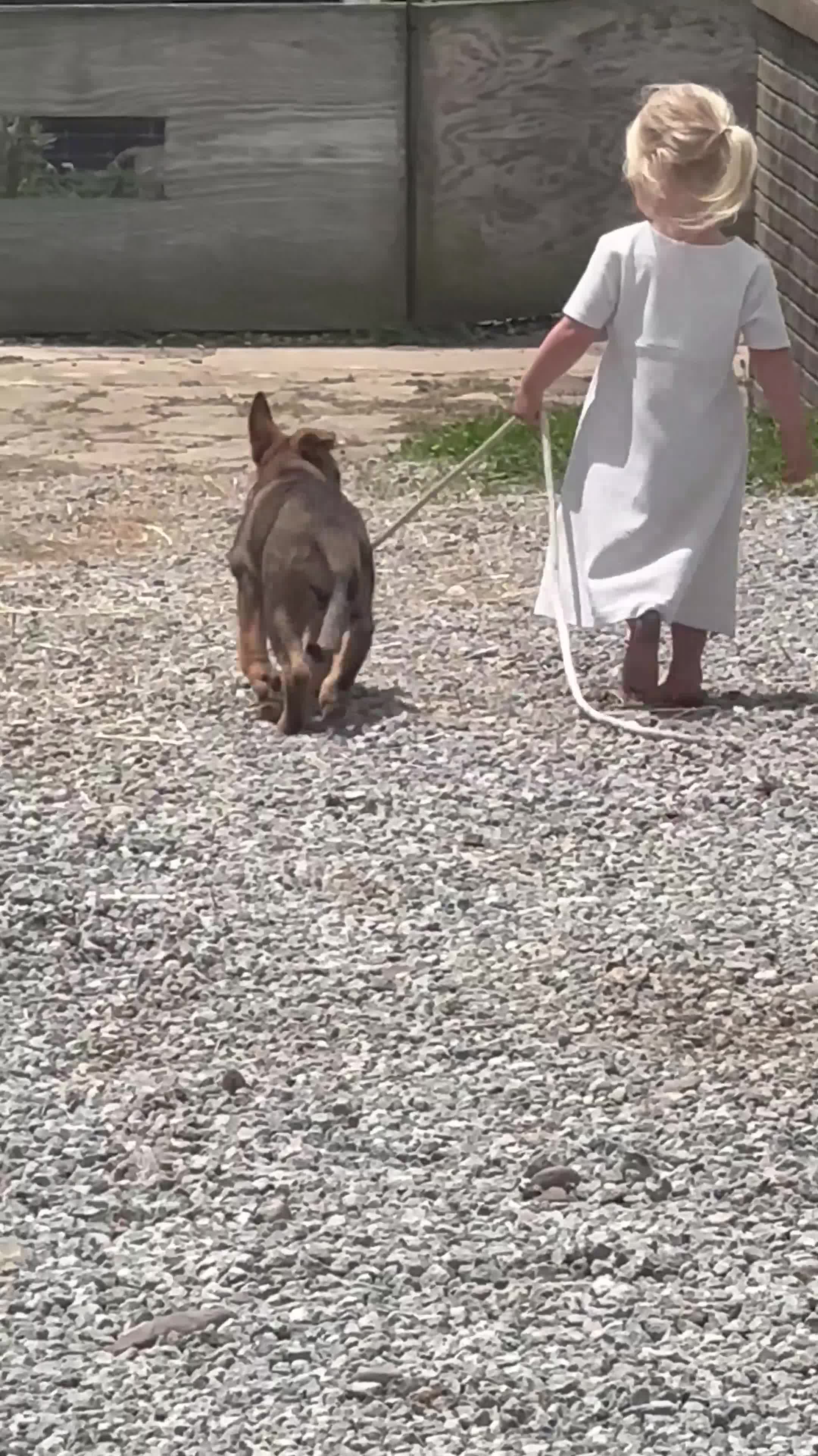 German Shepherd dogs for sale: Bridget AKC - Video 1