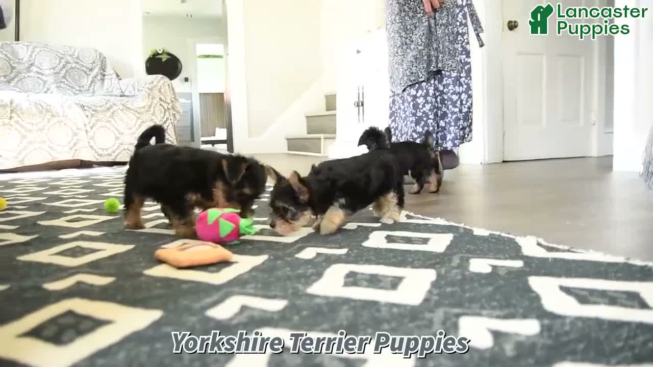 Yorkshire Terrier dogs for sale: Vicky - Video 1