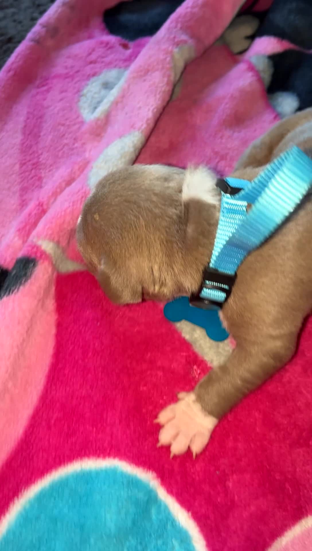 Mixed Breed dogs for sale: Mixed Breed Puppy 6 - Video 1