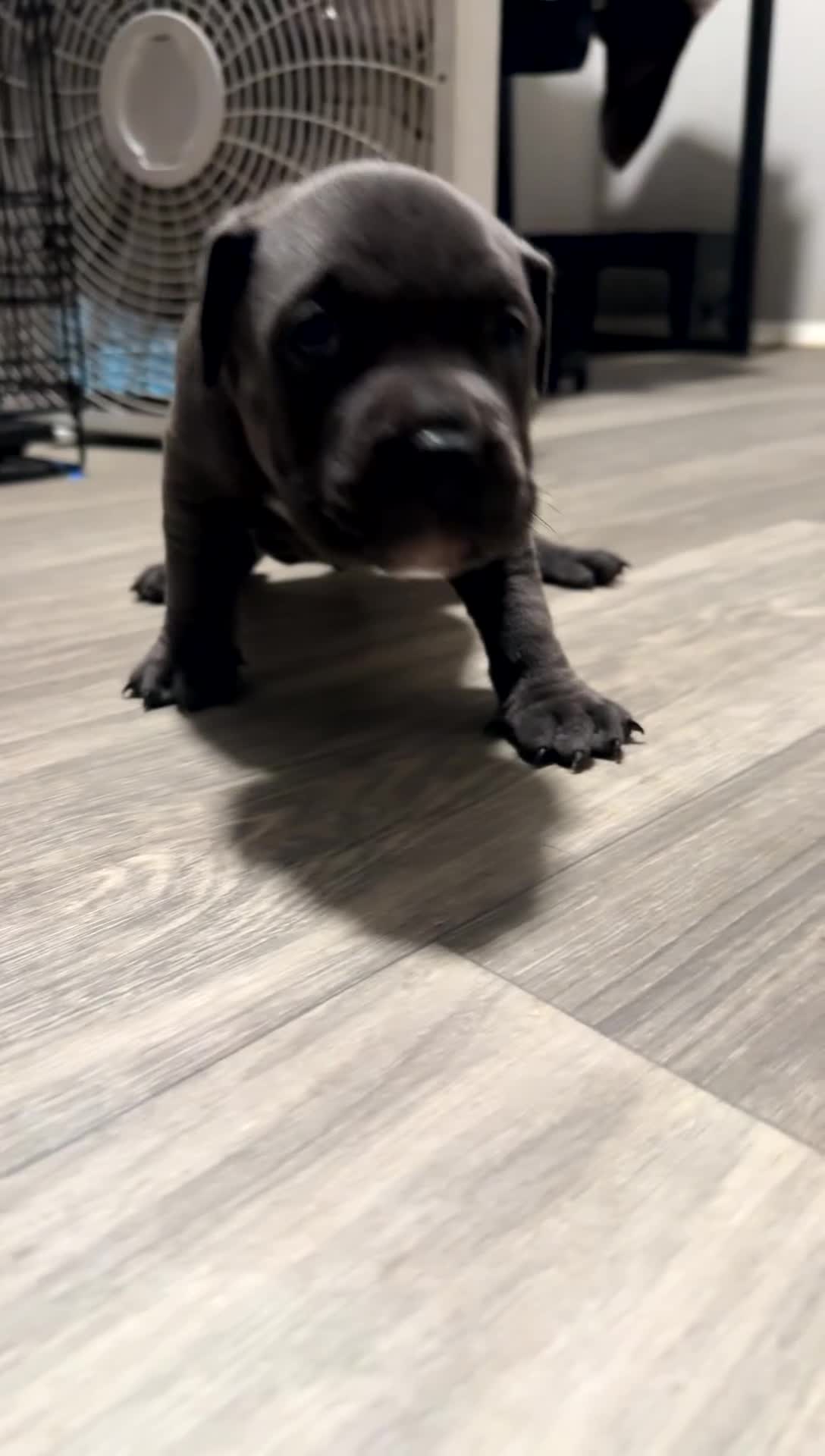 Mixed Breed dogs for sale: Ashtyn - Video 1