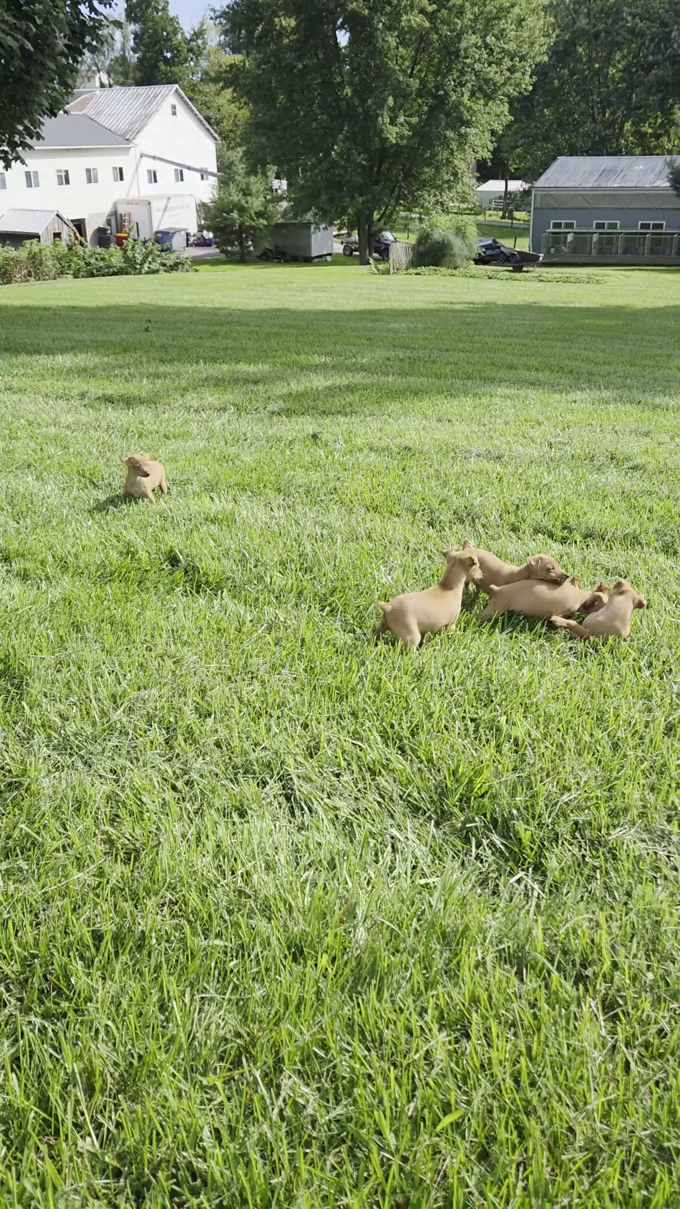 Miniature Pinscher dogs for sale: Luca - Video 1