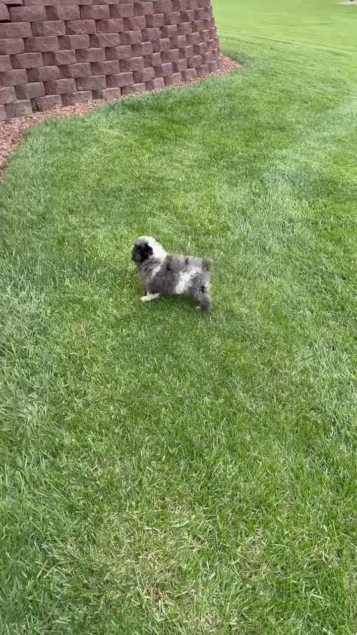 Miniature Poodle dogs for sale: Mini Paisley - Video 2