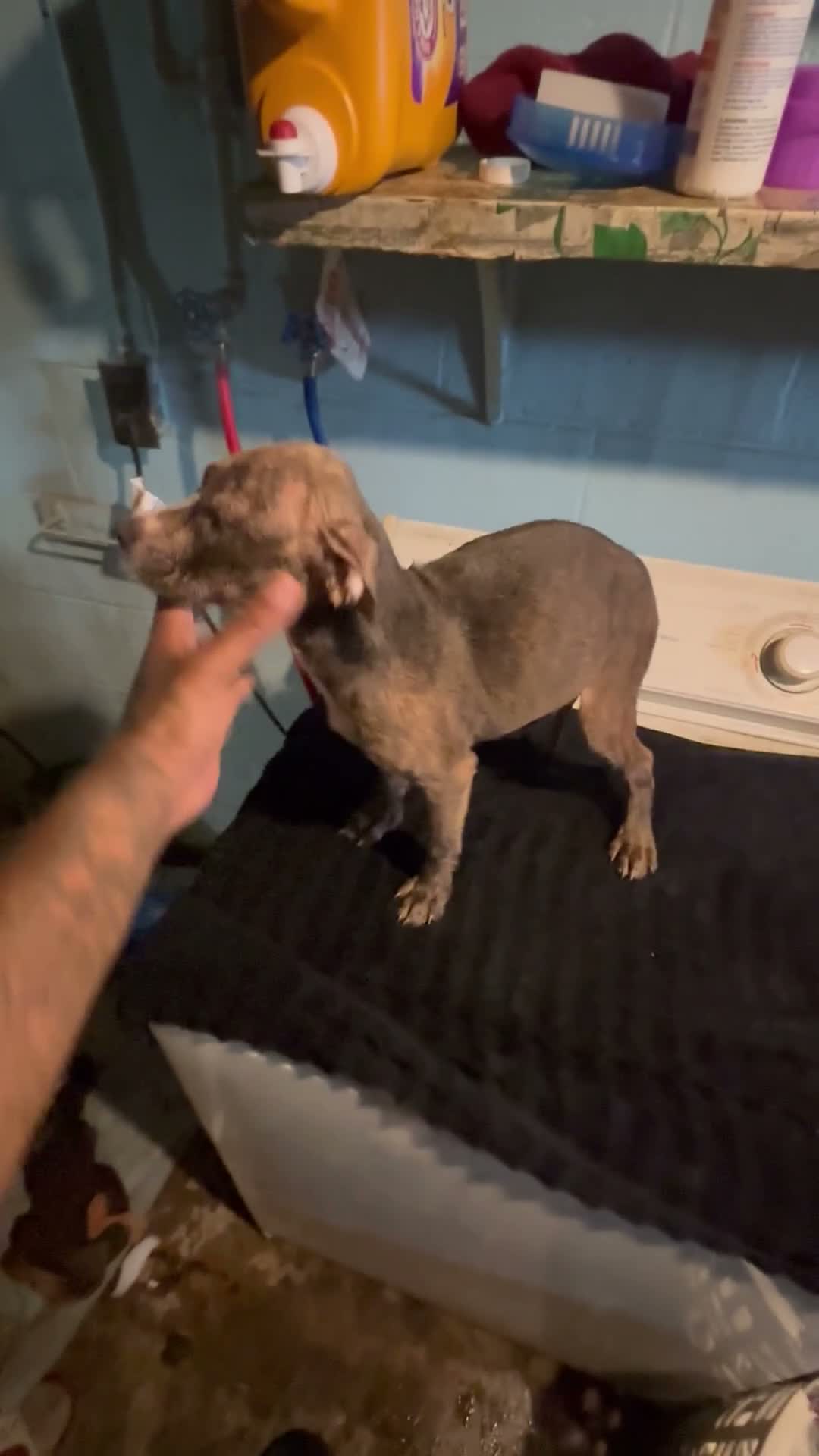 American Staffordshire Terrier dogs for sale: American Staffordshire Terrier 2 - Video 1