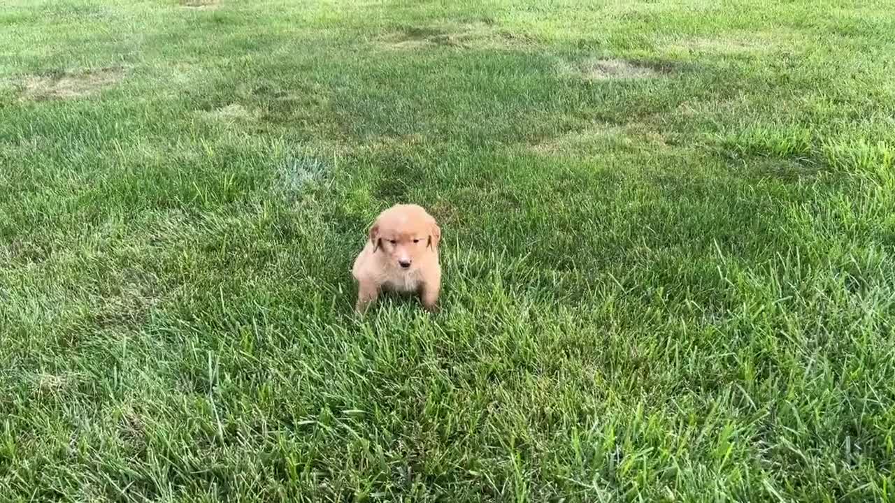 Golden Retriever dogs for sale: AKC Mr Charlie - Video 1