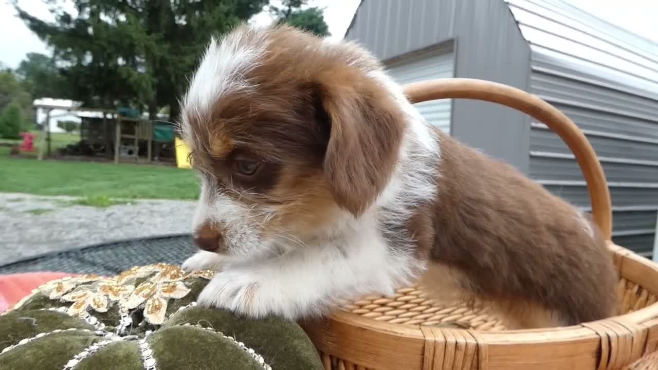 Mini Aussiedoodle dogs for sale: Mini Aussiedoodle 1 - Video 1