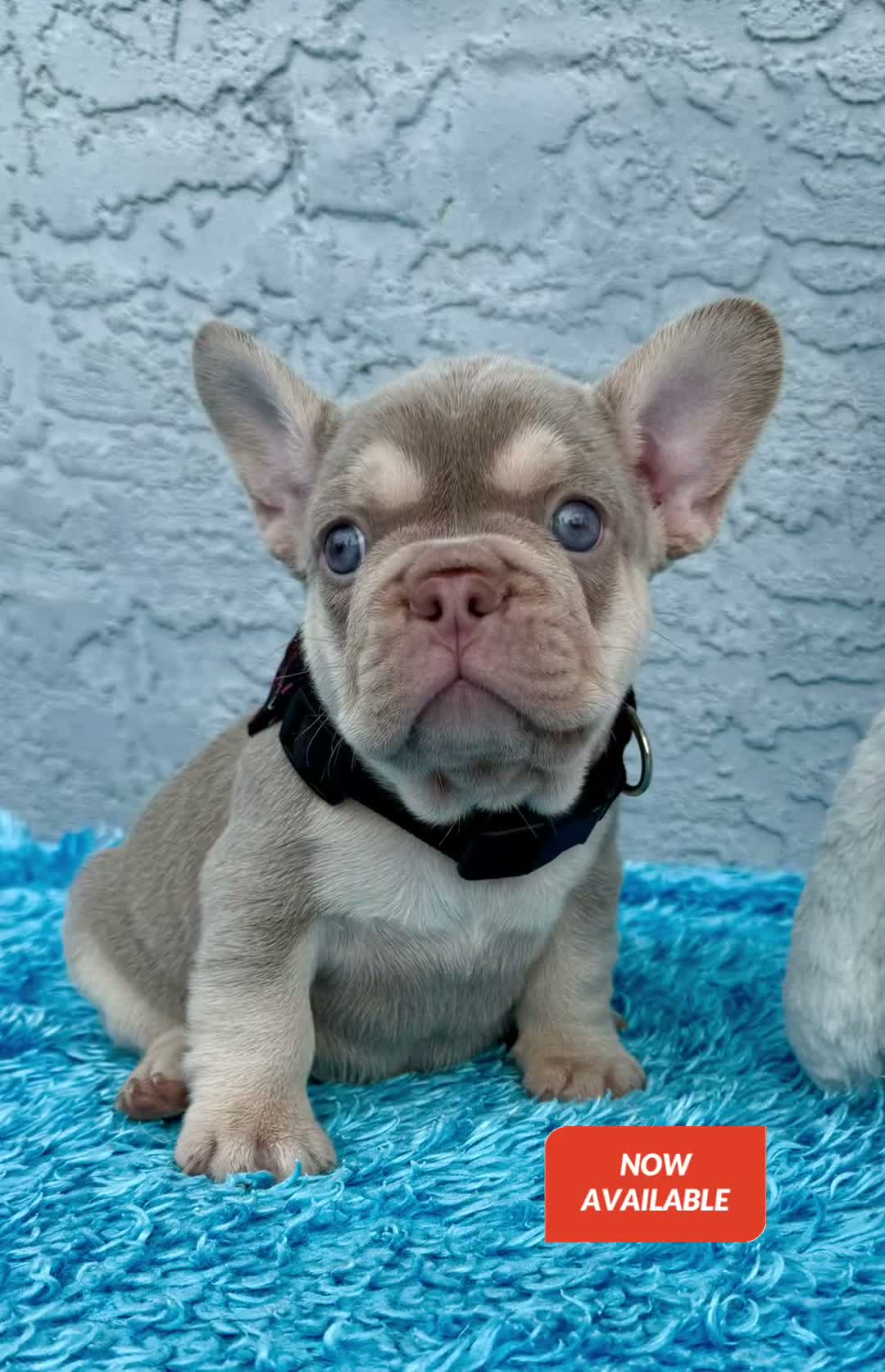 French Bulldog dogs for sale: Patrick - Video 1