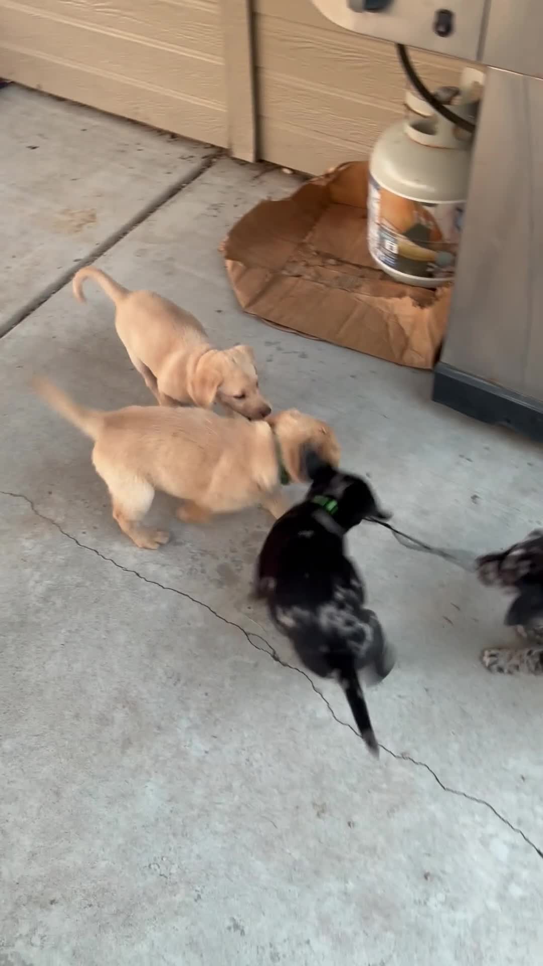 Mixed Breed dogs for sale: Teal - Video 1