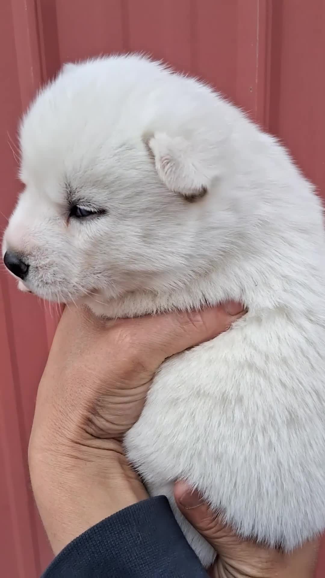 Siberian Husky dogs for sale: Dixie - Video 1