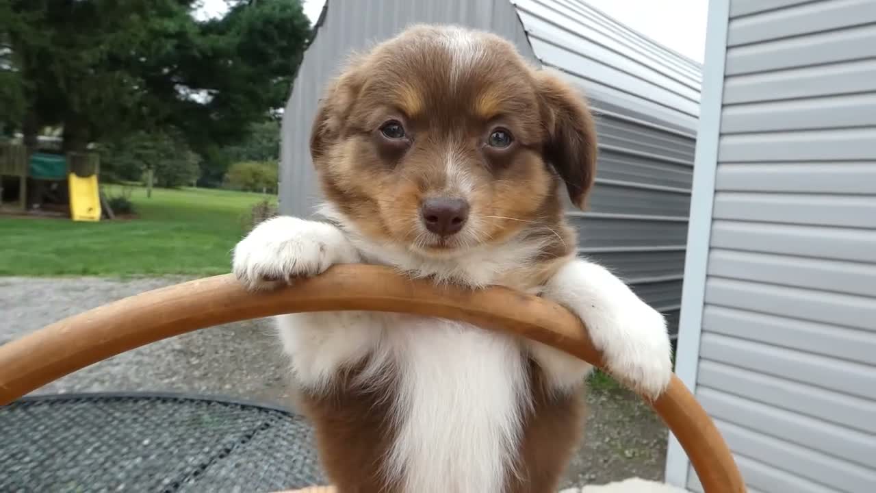Mini Aussiedoodle dogs for sale: Mini Aussiedoodle 2 Victoria - Video 1