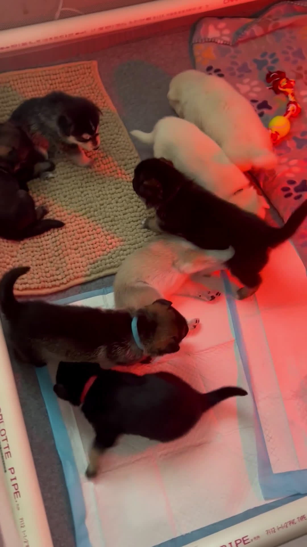 Gerberian Shepsky dogs for sale: (Magenta collar) Gerberian Shepsky Puppy 7 - Video 2