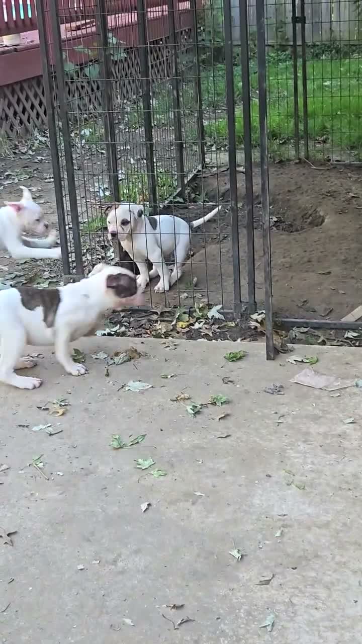 American Bulldog dogs for sale: American Bulldog 1 - Video 1