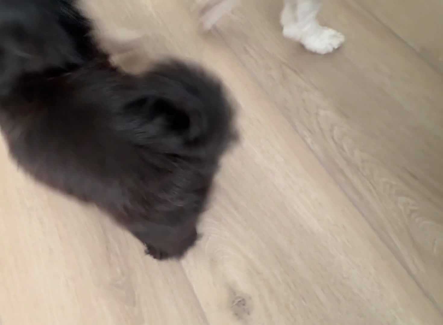 Shih Tzu dogs for sale: Shih Tzu litter of 5 puppies - Video 3