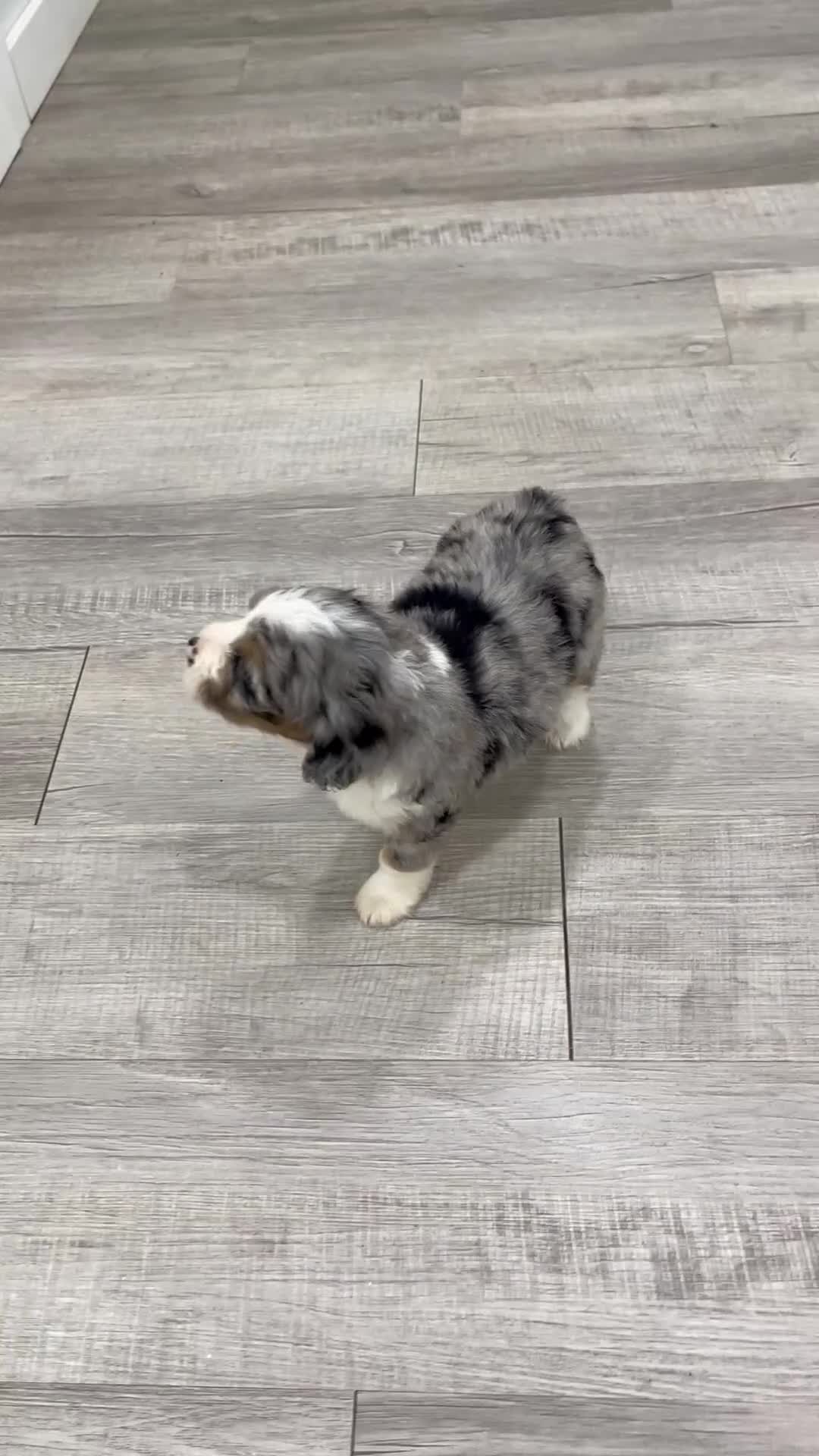 Mini Bernedoodle dogs for sale: Sadie - Video 1
