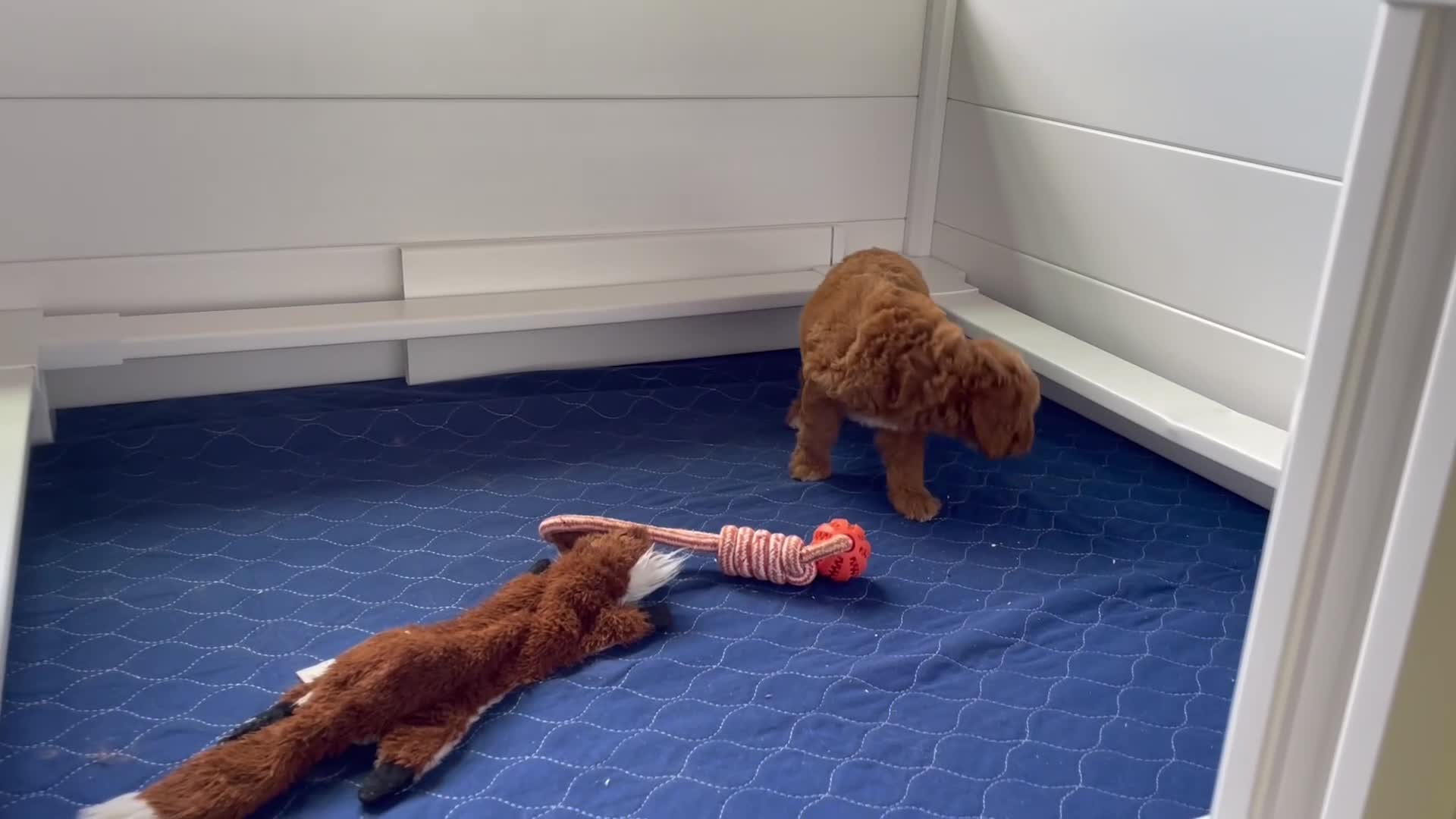 Mini Goldendoodle dogs for sale: Ms. Alice - Video 1