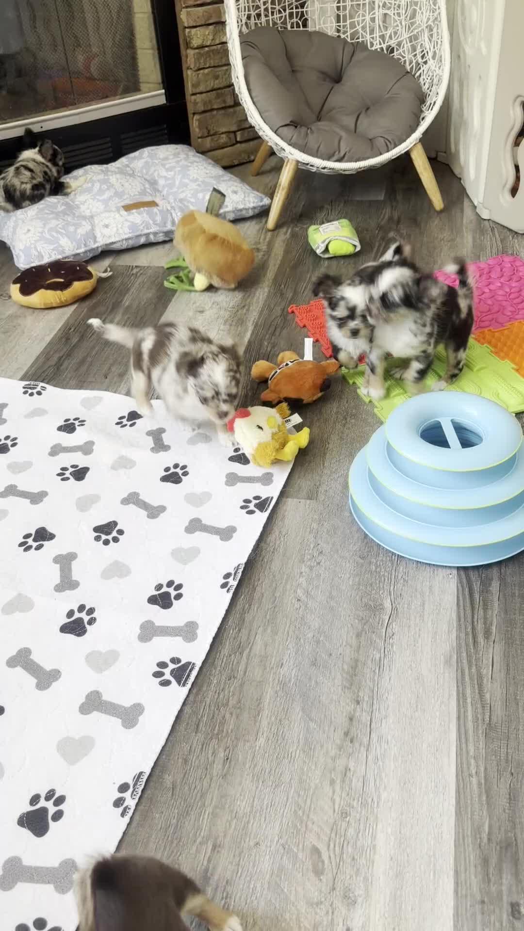 Chihuahua dogs for sale: Twilight Sparkle - Video 1