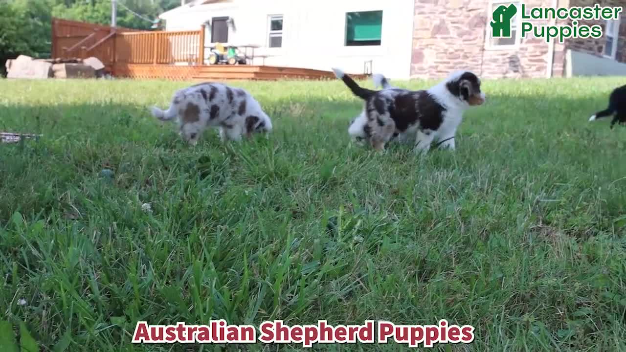 Australian Shepherd dogs for sale: Maverick - Video 1