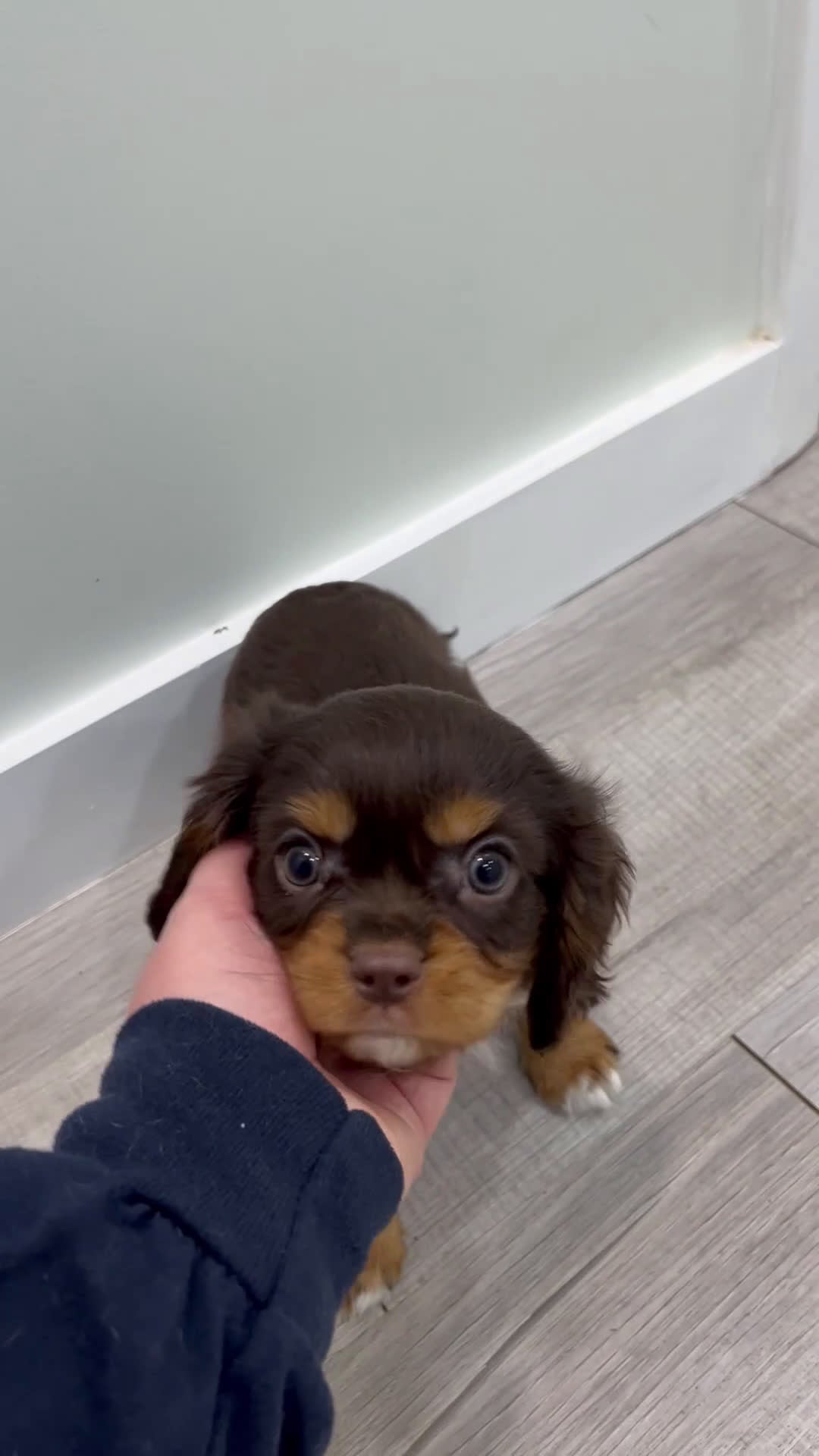 Cavalier King Charles Spaniel dogs for sale: Mudslide - Video 1