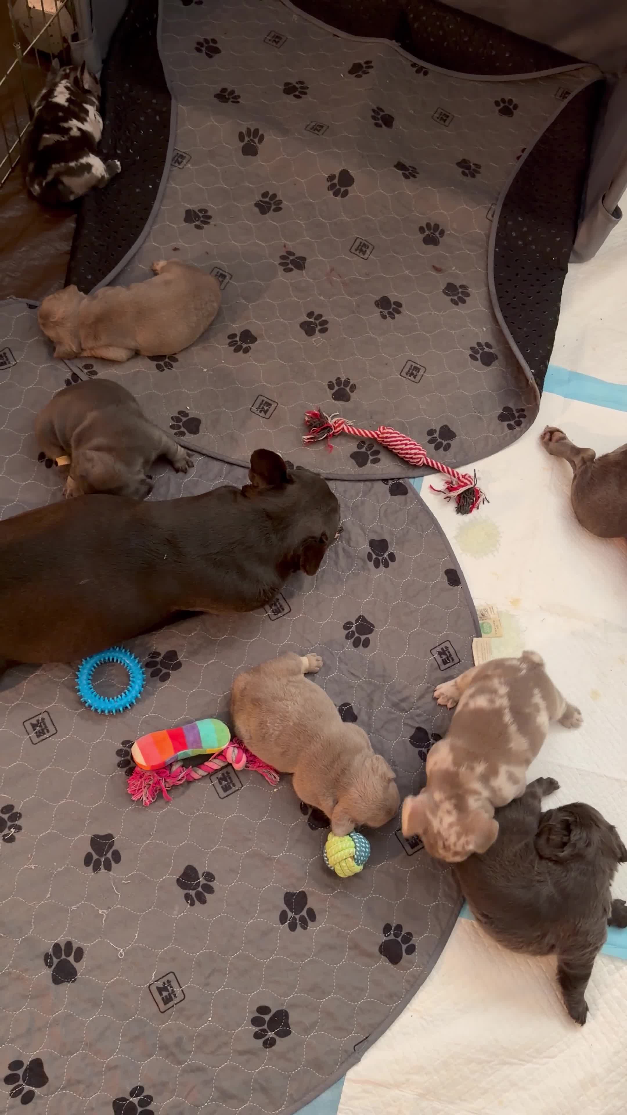 French Bulldog dogs for sale: French Bulldog 2 - Video 1