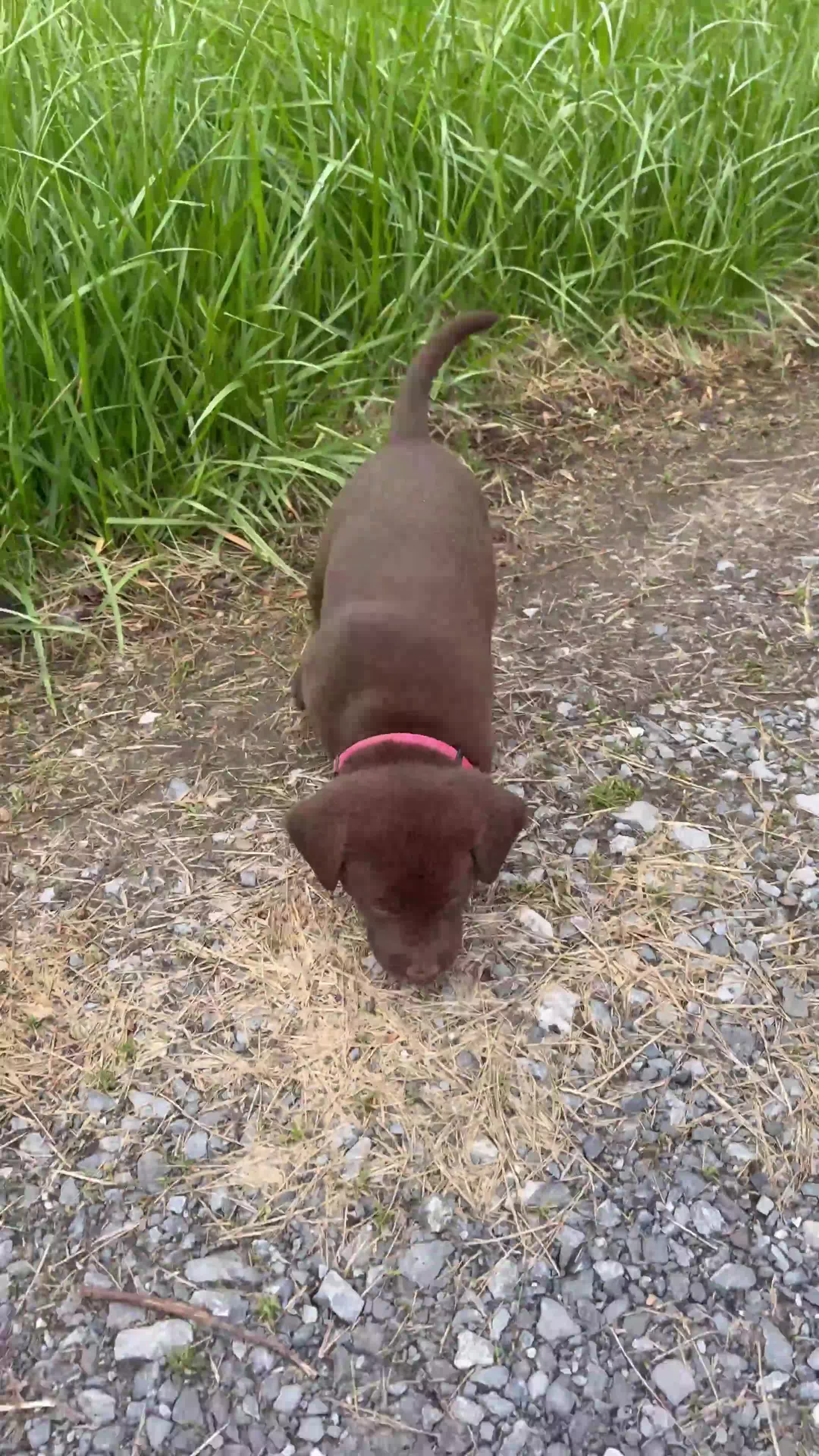 Labrador Retriever dogs for sale: Daisy - Video 1