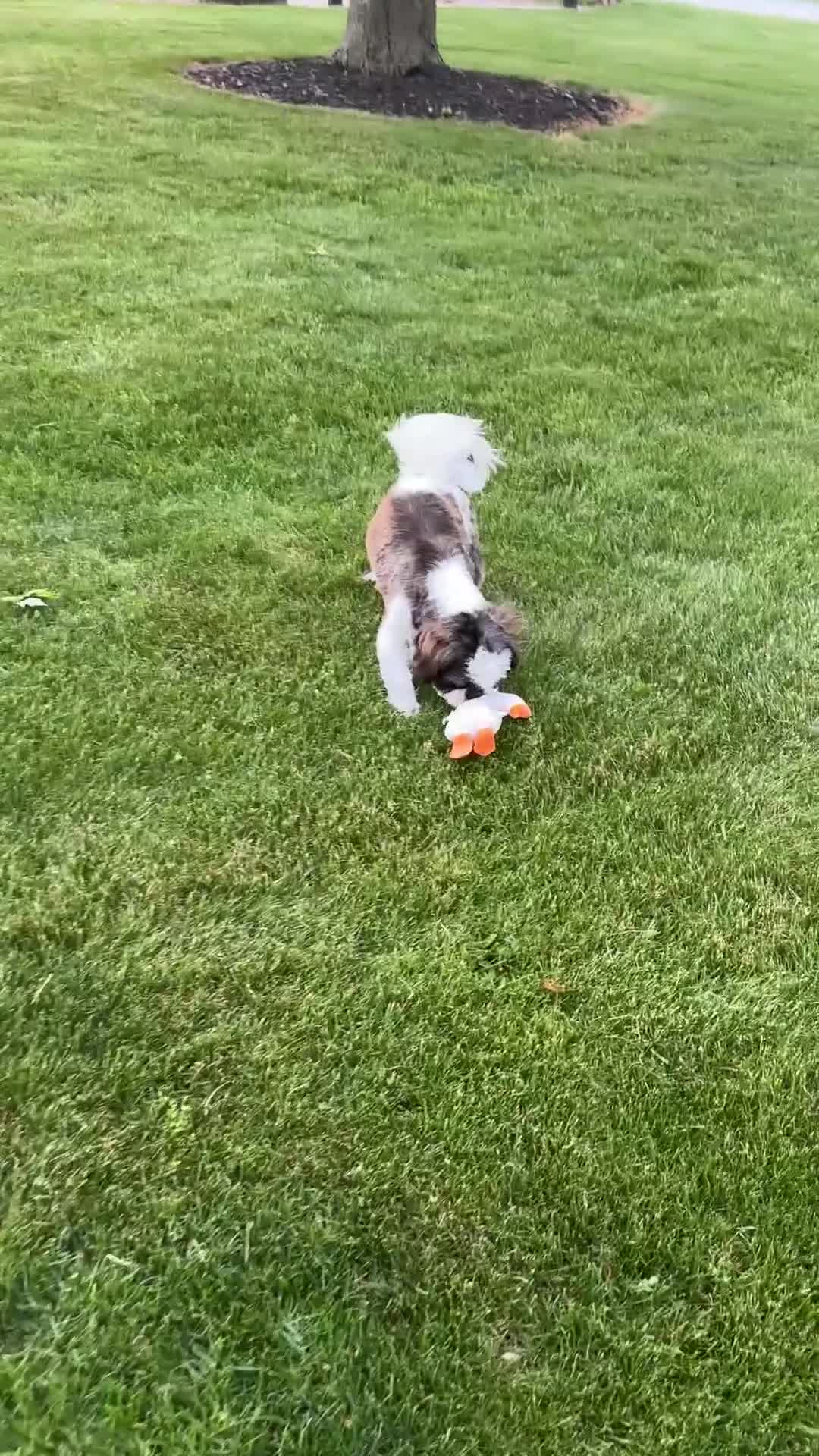 Shih Tzu dogs for sale: Spriggs - Video 1