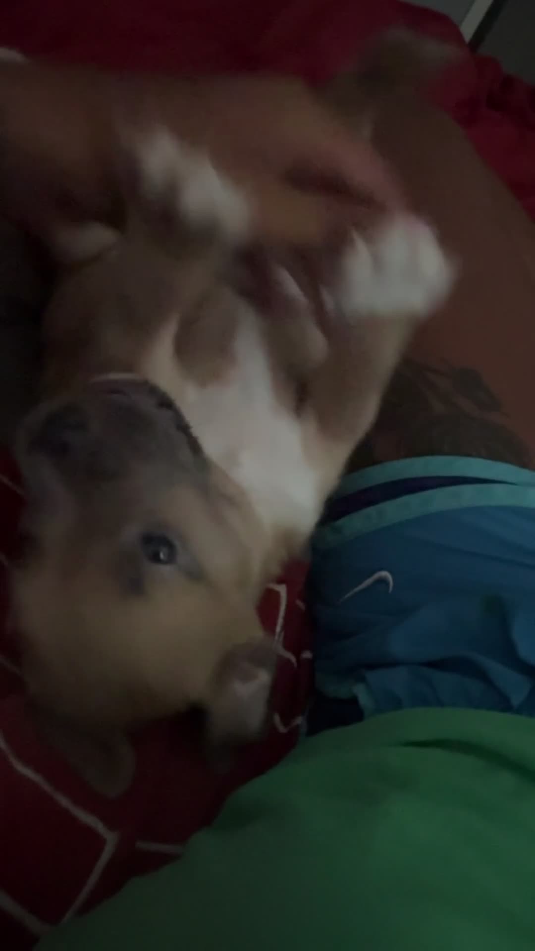 Mixed Breed dogs for sale: Mixed Breed 1 - Video 1