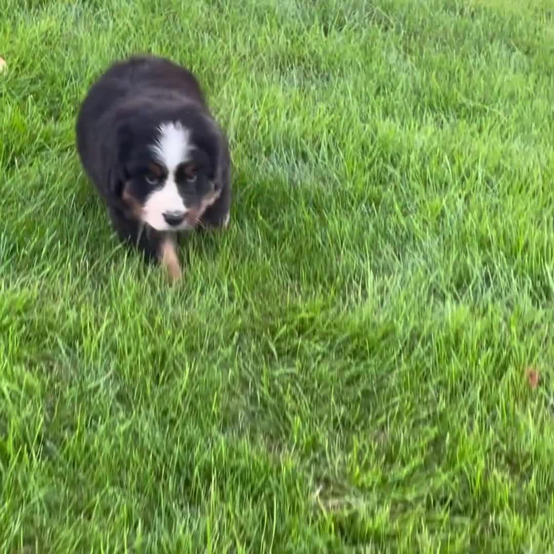 Bernese Mountain Dog dogs for sale: Mr. Billy - Video 1