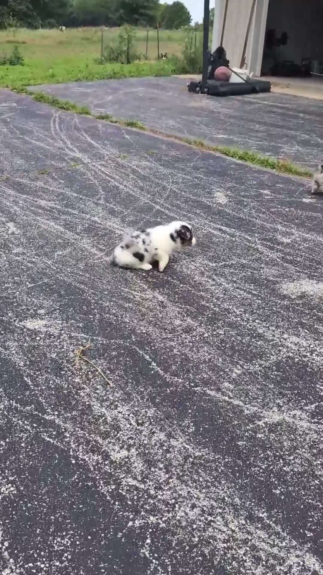 American Corgi dogs for sale: Aaron - Video 1