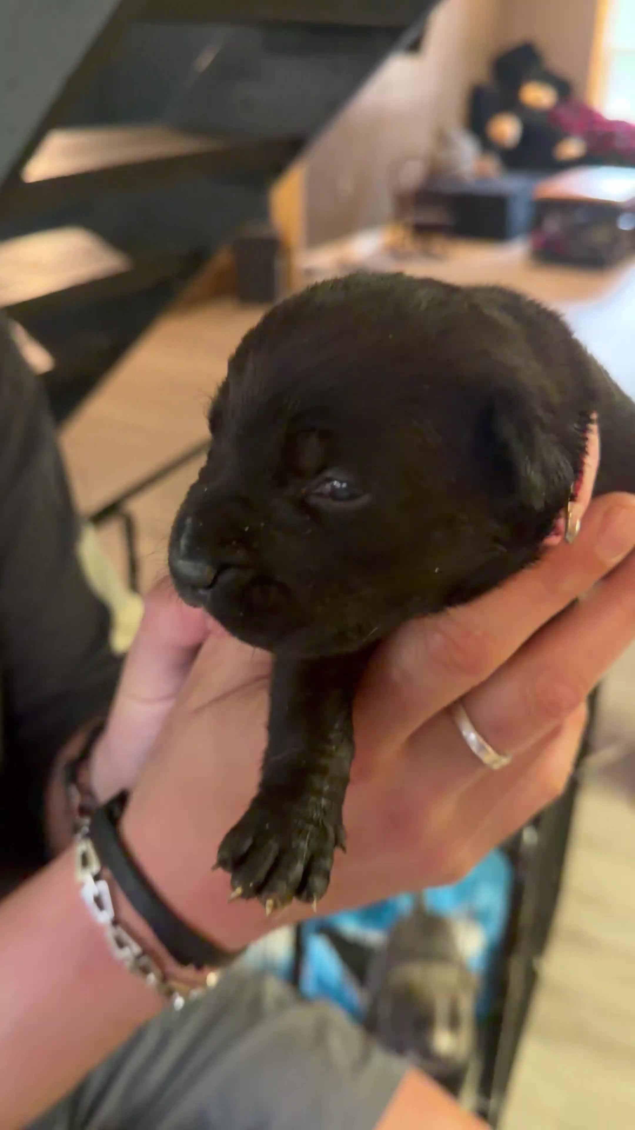 Mixed Breed dogs for sale: Bullmastiff Female ready June 12th Pink Collar - Video 1