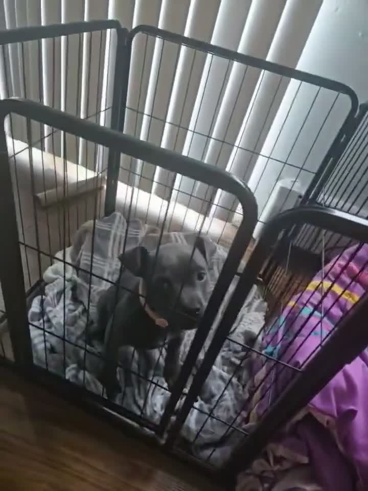 Cane Corso dogs for sale: Cane Corso Puppy 1 - Video 1