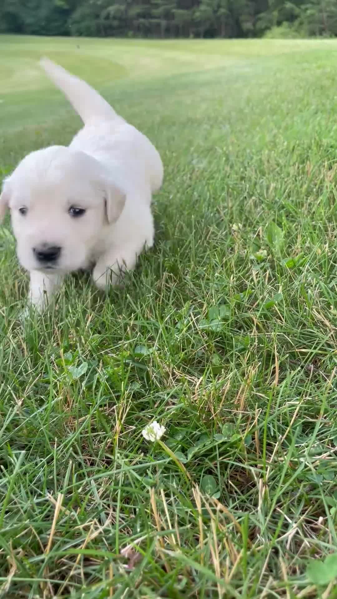 Golden Retriever dogs for sale: Scooby  - Video 1