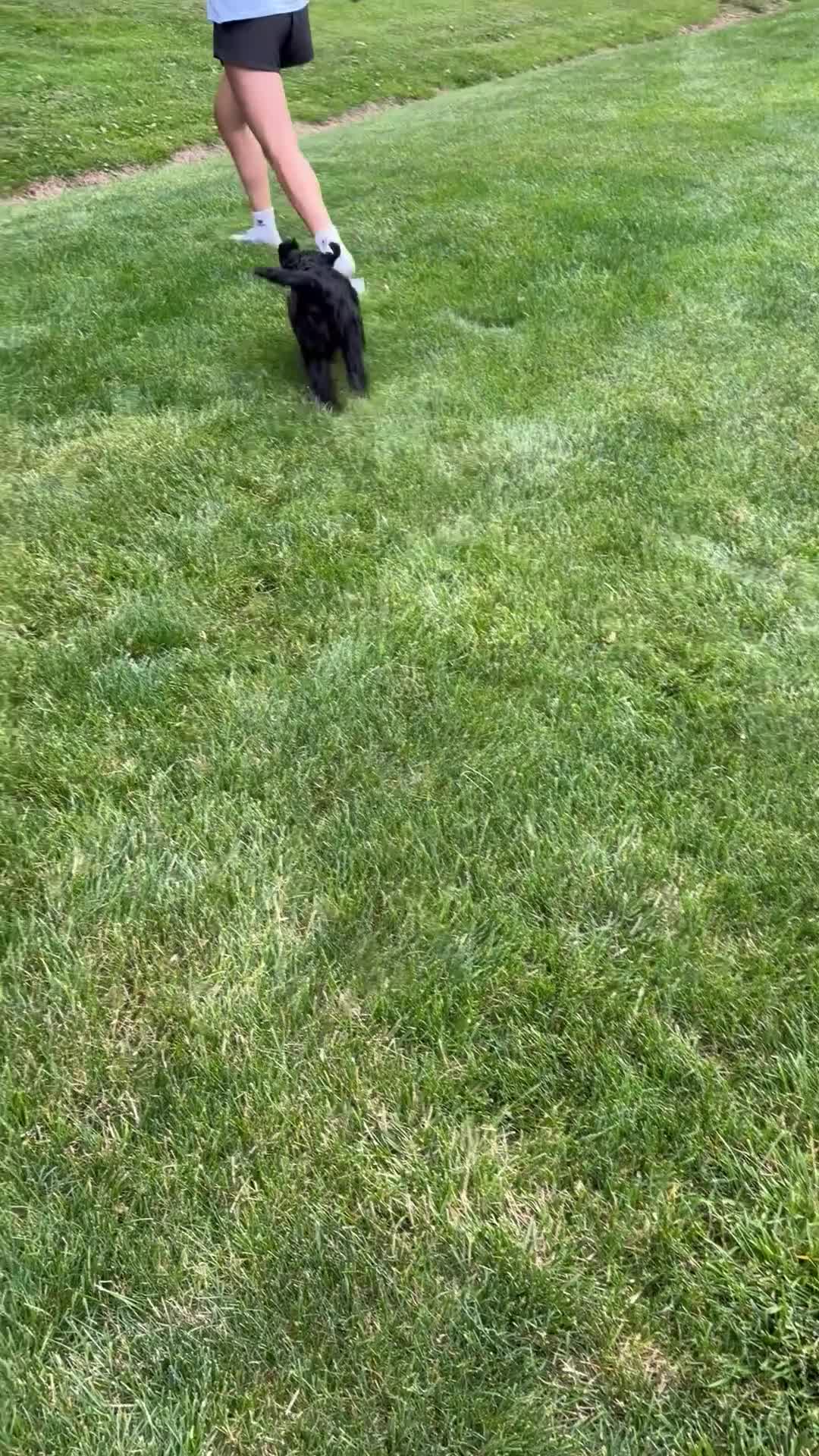 Mini Goldendoodle dogs for sale: Freddie - Video 1