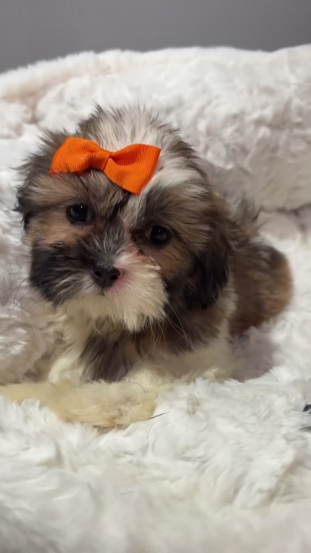 Shihpoo dogs for sale: Bambi  - Video 1