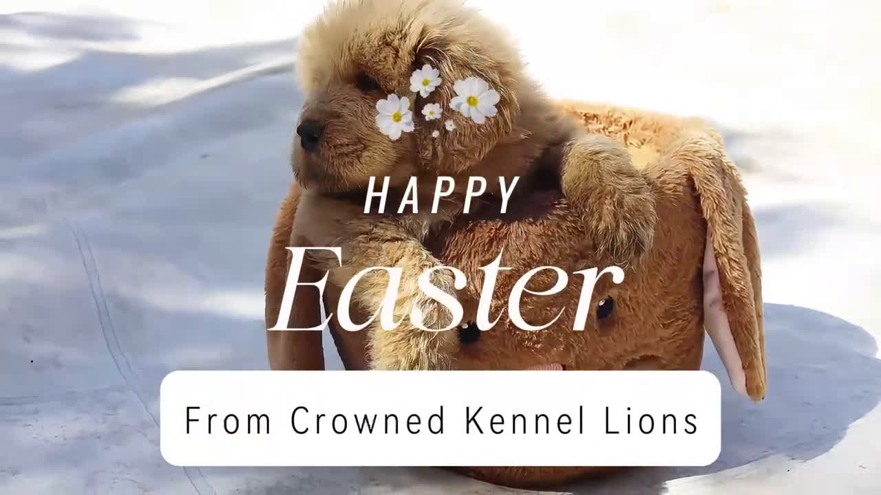 Tibetan Mastiff dogs for sale: Tibetan Mastiff Puppy 1 - Video 4