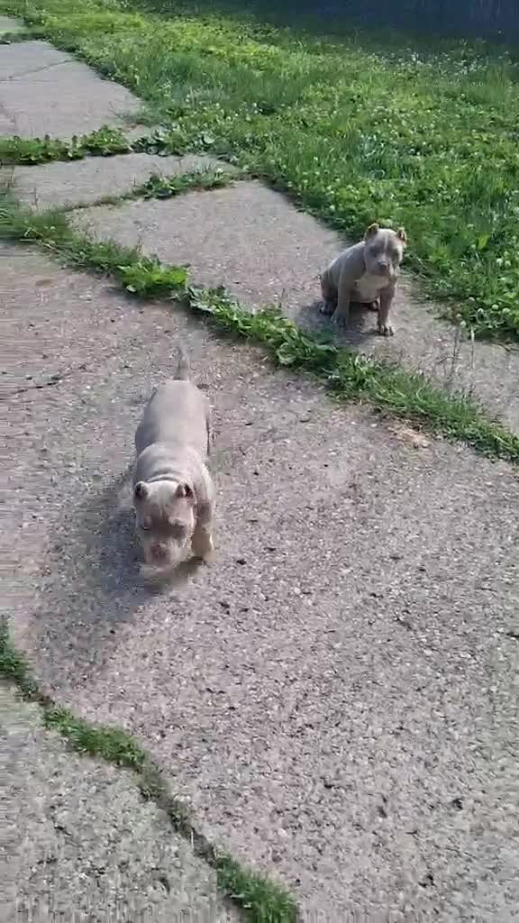 American Bully dogs for sale: Tootie - Video 1